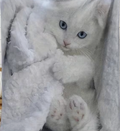 04 Punten.... Schattige Rustige Witte Kat Dierenpatroon Flanellen Dekentje
